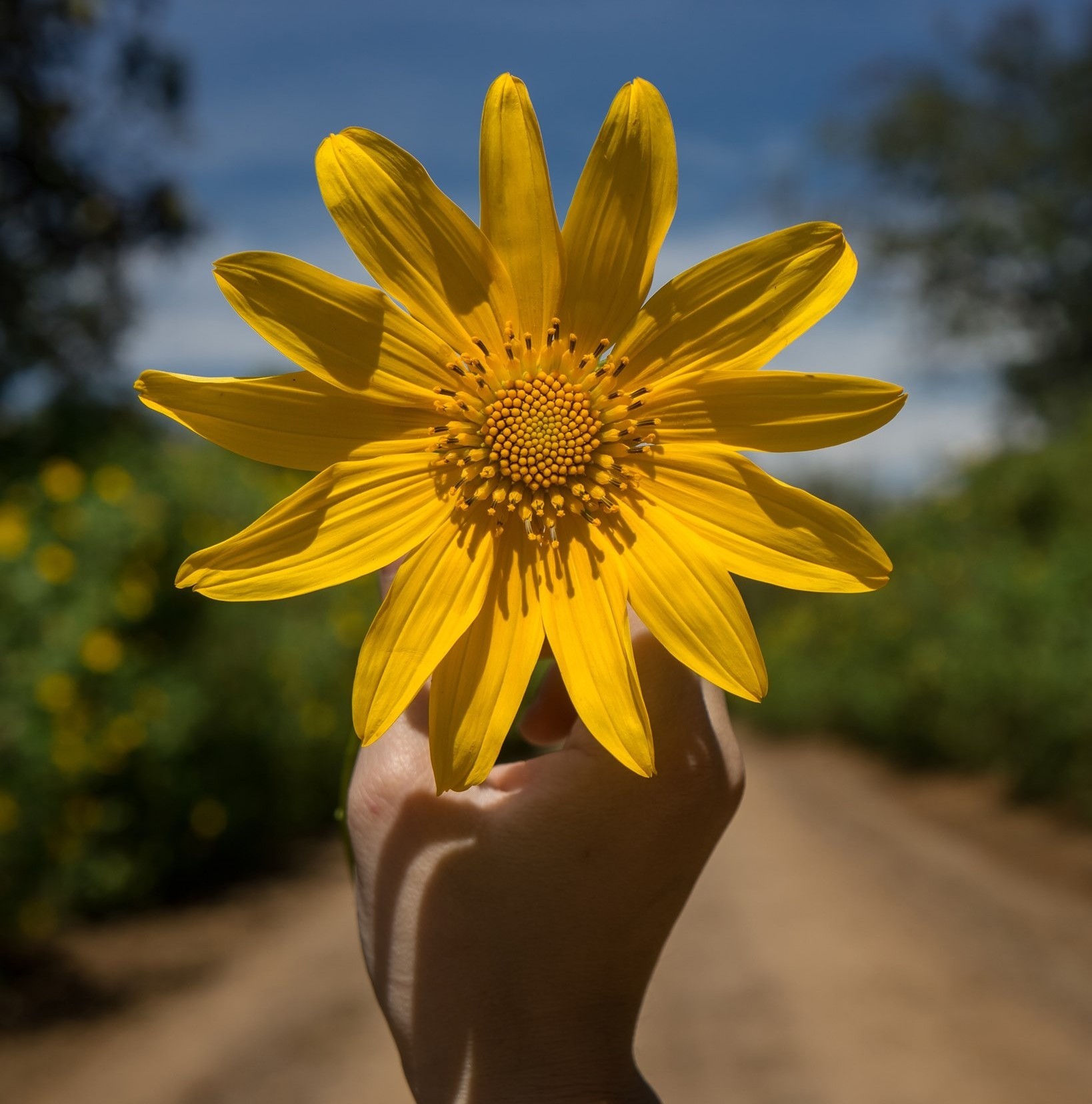 du lịch Đà Lạt tuyệt đẹp với hoa dã quỳ