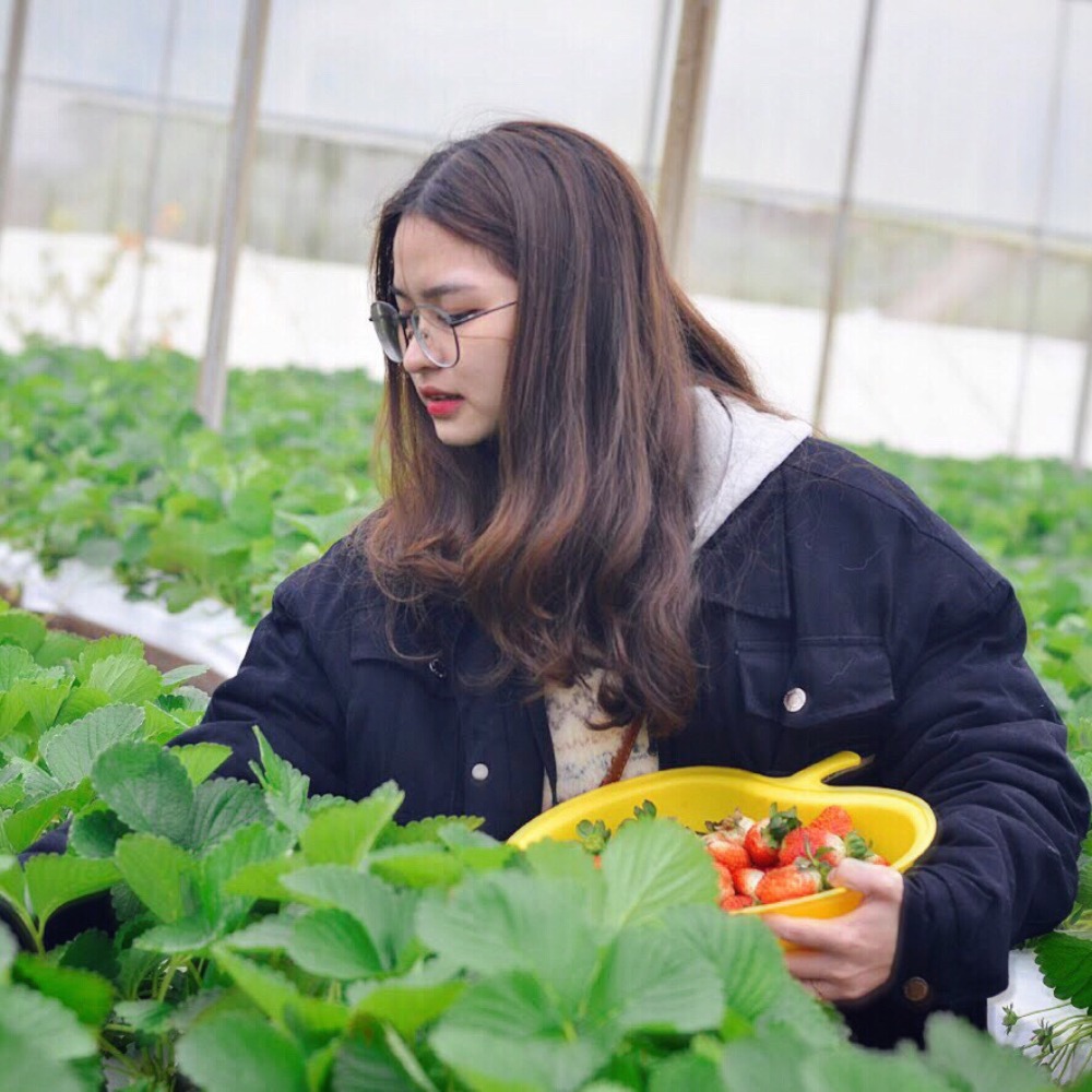 Top 20 địa điểm du lịch Đà Lạt 2025 - Hướng dẫn chi tiết nhất 16 vườn dâu Đà Lạt