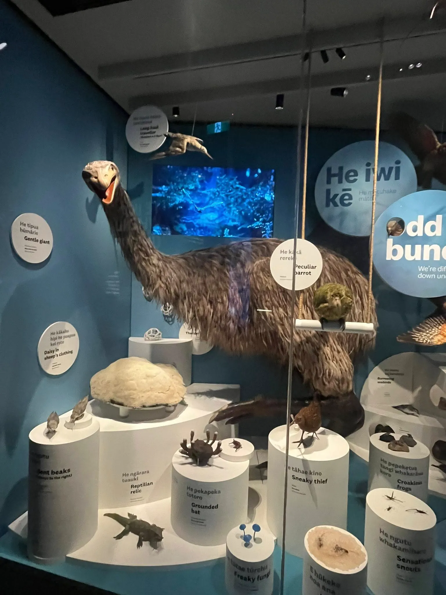 Te Papa Museum New Zealand
